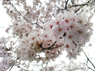 ごん太さん：東京都墨田区向島の桜