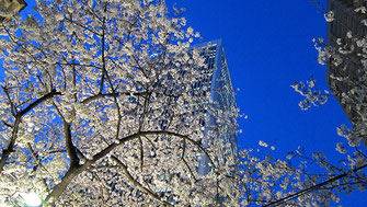 tyanmaruさん：夕闇直前のアークヒルズ