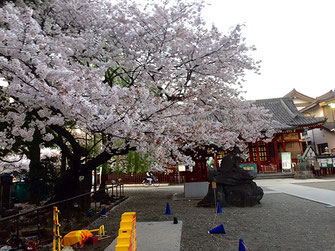 svanejyuさん：浅草神社