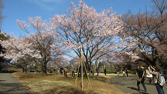 tyanmaruさん：新宿御苑の高遠小彼岸桜