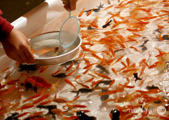 Goldfish scooping, Hibiya Oedo Matsuri 2019