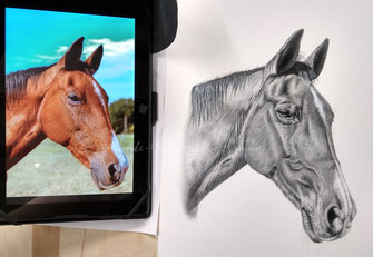 Pferdepcortrait in Bleistift detailiert gemalt im Format 30x40cm