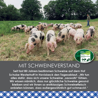 MIT SCHWEINEVERSTAND Seit fast 80 Jahren bestimmen Schweine auf dem Hof  Schulze Westerhoff in Havixbeck den Tagesablauf. „Wir tun alles dafür, dass sich unsere Schweine „sauwohl“ fühlen.  Wir wissen nämlich, dass nur glückliche Schweine gesund bleiben un