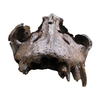 Libonectes morgani skull