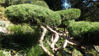 Juniperus tapissant formé en coussins