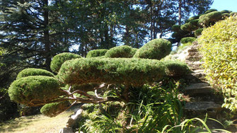 Juniperus taillé en coussins