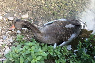 © Karin Haas, LBV-Bildarchiv