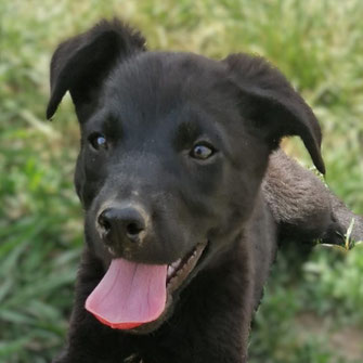 BRUNO