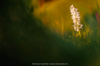 Orchdieen, Knabenkraut, Emmental, Frühling