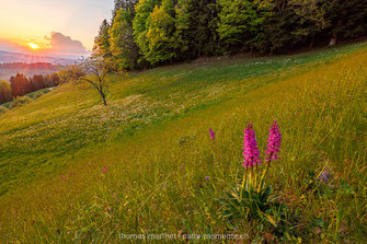 Orchdieen, Knabenkraut, Emmental, Frühling