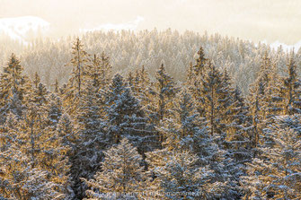 Emmental, Winter, Schnee, Hügel, Wald, Morgen