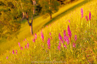 Orchdieen, Knabenkraut, Emmental, Frühling