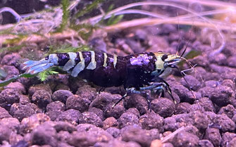 Garnelen Futter Pflanzen Und Zubehor Kaufen Garnelen Pott De