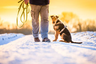Hund Dog Simon knittel Fotograf Maulbronn Schnee Snow Terrier AirDale AirDaleTerrier