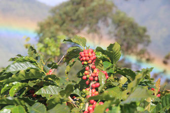 Mature coffee cherries  