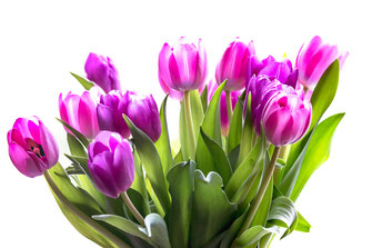 tulpen-strauss-rosa-auf-weissem-hintergrund