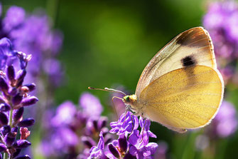 Kohlweißling mit geöffneten Flügeln ruht auf Lavendel