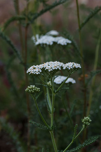 Weisse Wildblumen im Feld © Jutta M. Jenning www.mjpics.de