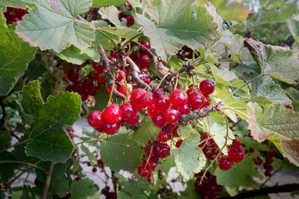 Rote Johannisbeeren am Strauch