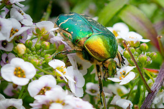 Rosenkäfer krabbelt auf Blüten © Jutta M.Jenning