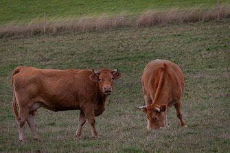 Zwei Limousinrinder auf der Weide © Jutta M. Jenning ♦ mjpics.de 