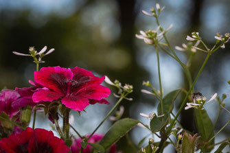 Pelargonien und Zauberschnee © Jutta M. Jenning-www.mjpics.de