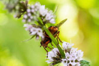 Igelfliege an Pfefferminze © Jutta M. Jenning /mjpics.de