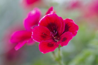 Pelargonie mit Blütenstempel