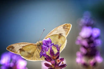 Kohlweißling saugt Nektar  an Lavendel