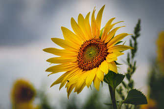 Sonnenblume leuchtet vor grauem Himmel