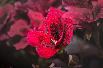 Rote Pelargonie mit Regentropfen-Macro