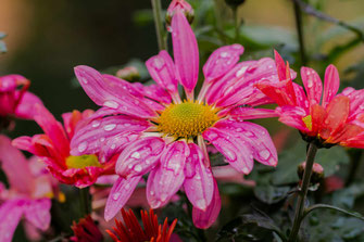 Chrysanthemen rosa mit Regentropfen © Jutta M. Jenning ♦ www.mjpics.de