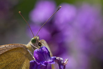 Kohlweißling mit eingefahrenem Saugrüssel auf Lavendel