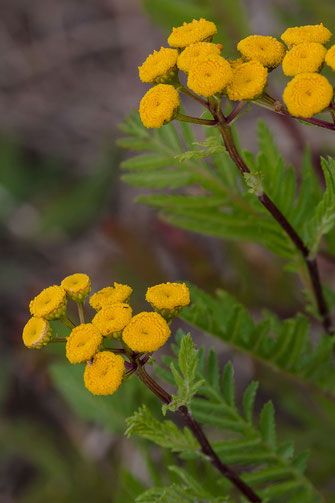 Rainfarn-Wurmkraut-hochkant-Wildblumenfotos kostenlos und lizensfrei downloaden