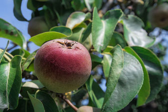 Knackiger Apfel am Baum