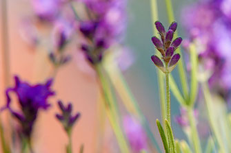 Lavendelblüte mit Bokeh