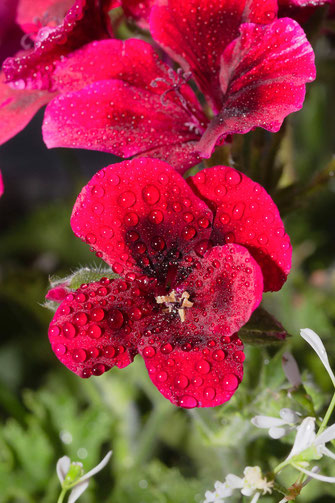 Rote Pelargonien mit Regentropfen-Macro