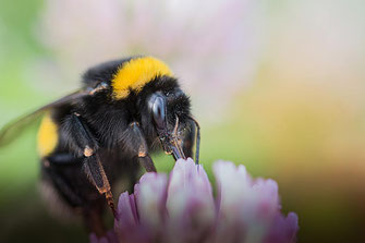 Hummel saugt Nektar an Kleeblüte © Jutta M. Jenning