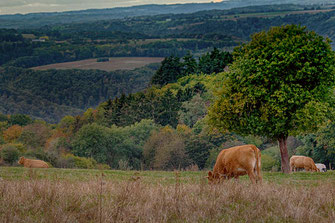 Limousinrinder in der Eifel © Jutta M. Jenning ♦ mjpics.de