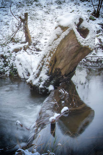 Baumstumpf im Wasser im Winter