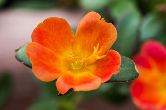 portulak-roeschen-orange