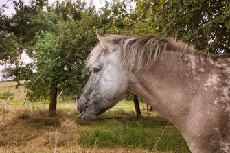 pferd-auf-der-weide-frisst-gras