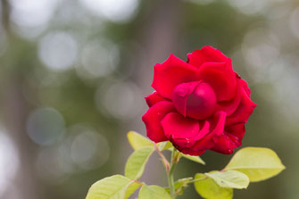 Rot blühende Freilandrose mit Bokeh