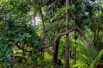 Dschungel im Than Sadet Nationalpark auf Koh Phanghan