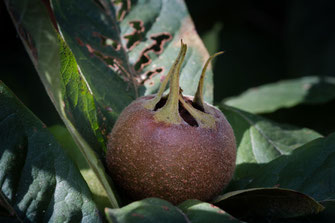 Mispel am Baum