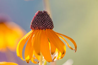 sonnenhut-bluete-macro