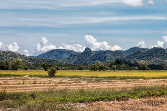 Reisfeld auf Langkawi in Malaysia © Jutta M. Jenning