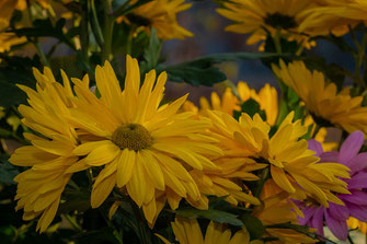 Gelbe Chrysanthemen © Jutta M. Jenning-www.mjpics.de