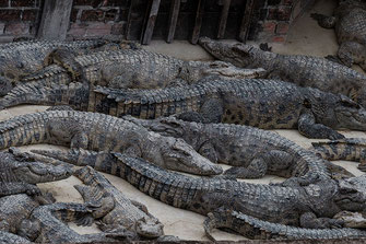 Krokodil-Farm in Kambodscha © www.mjpics.de