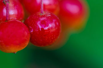 Rote Beeren des Schneeballs